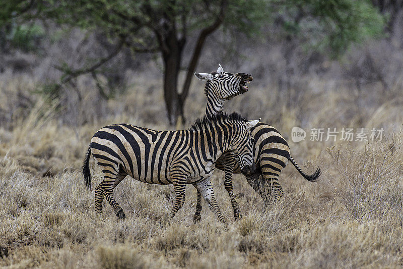 平原斑马(Equus quagga，前身为Equus burchellii)，也被称为普通斑马或波切尔斑马，是斑马中最常见和地理分布最广的物种。肯尼亚梅鲁国家公园。男性战斗。